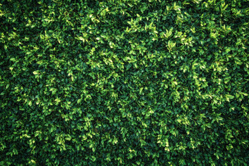 Fototapeta premium Close-up aerial view of lush, green foliage creating a vibrant, natural background perfect for nature-themed projects or eco-friendly designs.