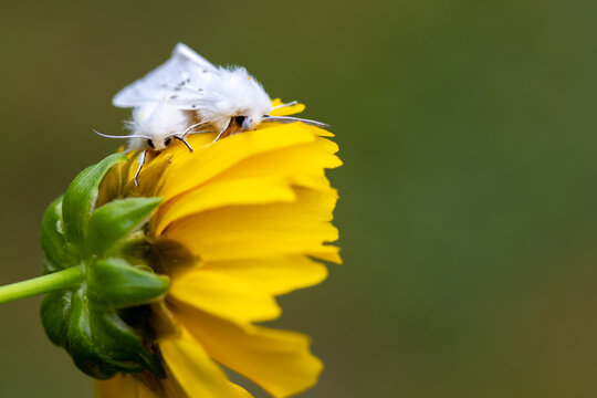 White Satin Moths, Leucoma salicis, on Coreopsis Tickseed