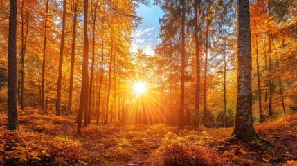 Sun rays through the trees in the autumn forest.