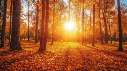 Obraz premium Golden autumn forest with sun rays breaking through the leaves.