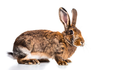 Fototapeta premium Studio shot of domestic rabbit on white background; brown hare, isolated, side view