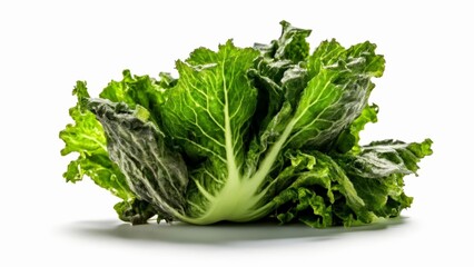 Fototapeta premium Fresh green lettuce ready to be served