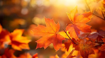 Fototapeta premium close-up of vibrant orange and red maple leaves, with sunlight filtering through