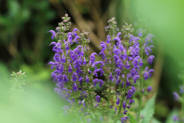 purple lavender flower