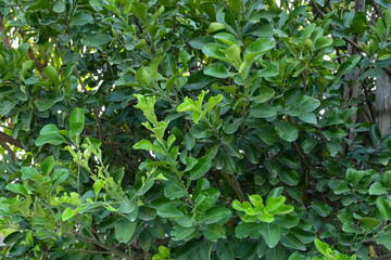 A lush, green foliage of a citrus tree, featuring vibrant leaves with a glossy finish
