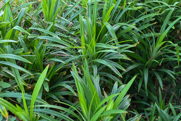 A lush patch of pandan plants with long, narrow leaves
