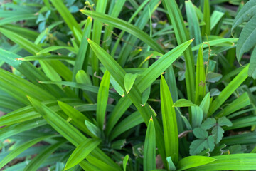 A lush patch of pandan plants with long, narrow leaves

