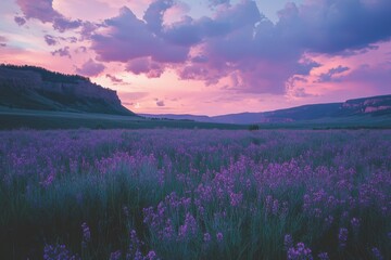 Fototapeta premium Purple Wildflowers Blooming Under a Dramatic Sunset Sky