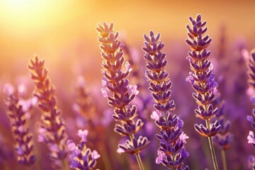 Naklejka premium Close-up of Lavender Flowers Bathed in Warm Sunlight