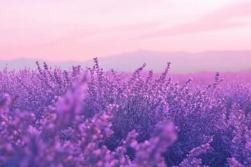 Naklejka premium Lavender Field at Sunset with Soft Focus and Purple Hues