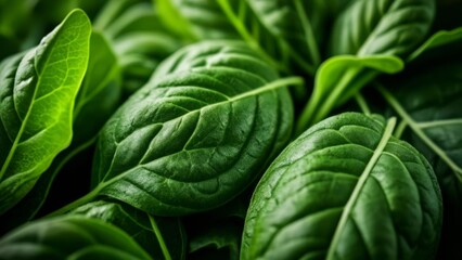 Obraz premium Fresh and vibrant green leafy vegetables