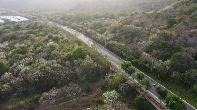 Gliricidia maculata also know Do Mai flower in VIetnamese. 
Gliricidia maculata bloom on the coastal road in Phuoc Hai town, Vietnam