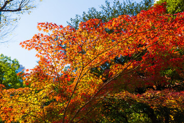 日本の風景・秋　東京都千代田区　紅葉の日比谷公園