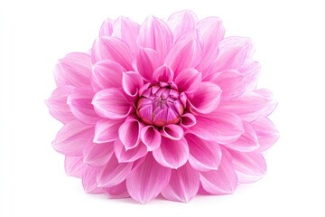 Fototapeta premium Blooming pink flower of a dahlia isolated on white background, close-up in studio , ai