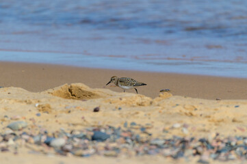 A Semipalmated Sandpiper at Seney National Wildlife Refuge, at Whitefish Point on Lake Superior, near Paradise, Michigan.