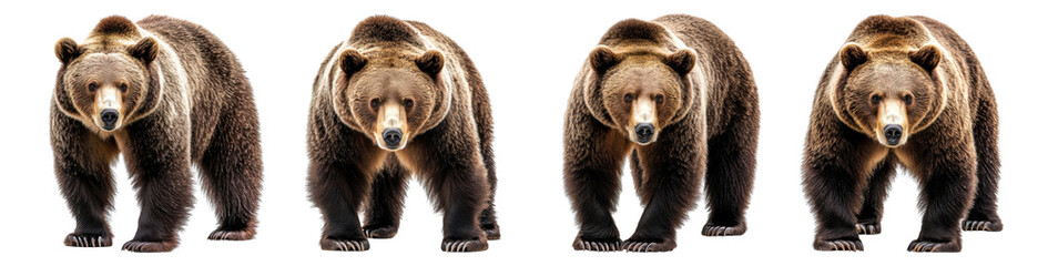 Fototapeta premium brown bear standing isolated on a transparent background.PNG