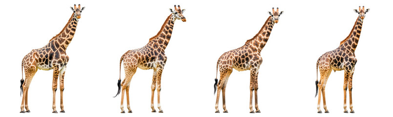 Obraz premium Giraffe isolated on a transparent background.PNG