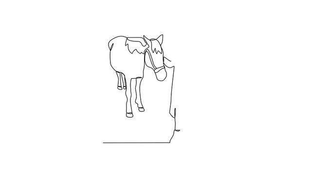 Animated self drawing of 
someone is leading his horse video illustration. Animal themes design concept in simple linear style vector. Good asset for educational presentation animal purpose.