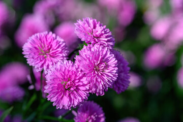Purple Aster flower that blooms beautifully in a garden.
