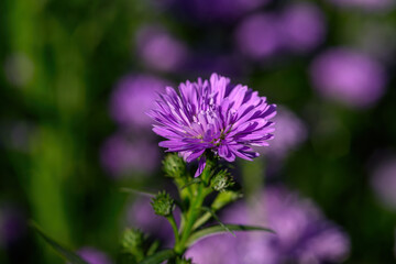 Fototapeta premium Purple Aster flower that blooms beautifully in a garden.