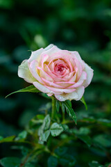 A pink rose with water droplets on its petals blooms in the garden.