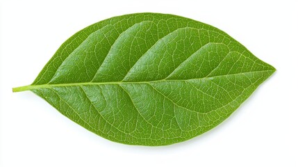 Obraz premium Green Leaf with Veins Isolated on White Background