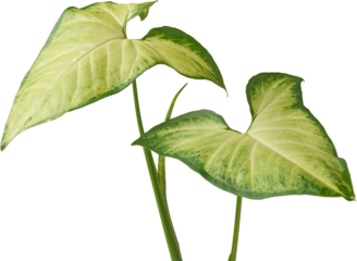 green and yellow arrowhead or goosefoot plant leaves isolated white background, popular houseplant with arrow shaped leaves