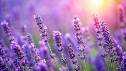 Blurred background of lavender flowers, lavender, flowers, background, soft, blurred, nature, purple, soothing, botanical