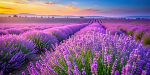 Fototapeta premium Beautiful lavender and field flowers in bloom , lavender, field, flowers, purple, botanical, meadow, nature, spring, garden