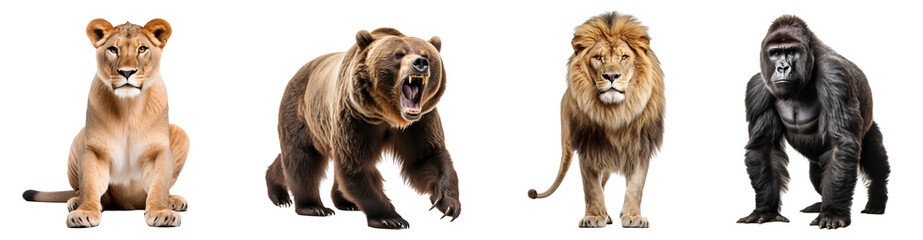 Set of wild animals family, ion, bear, lioness, gorilla, full body shot, isolated on transparent background