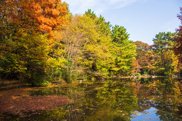 日本の風景・秋　東京都練馬区　紅葉の光が丘公園
