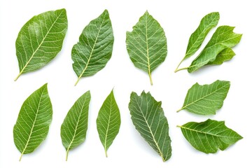 Fototapeta premium Walnut leaves collection. Leaves top view isolated. Green walnut leaf on white background. Flat lay leaf with clipping path. Full depth of field. Perfect not AI walnut leaf, true photo, ai