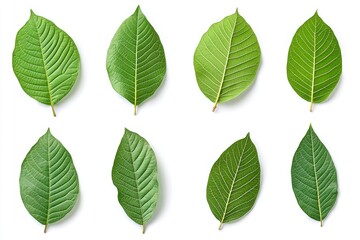 Naklejka premium Walnut leaves collection. Leaves top view isolated. Green walnut leaf on white background. Flat lay leaf with clipping path. Full depth of field. Perfect not AI walnut leaf, true photo, ai