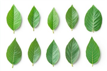 Fototapeta premium Walnut leaves collection. Leaves top view isolated. Green walnut leaf on white background. Flat lay leaf with clipping path. Full depth of field. Perfect not AI walnut leaf, true photo, ai