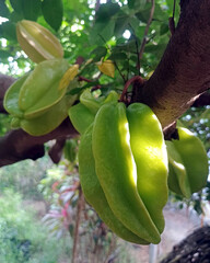 Carambola Star Fruit