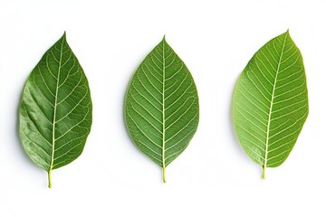 Obraz premium Walnut leaves collection. Leaves top view isolated. Green walnut leaf on white background. Flat lay leaf with clipping path. Full depth of field. Perfect not AI walnut leaf, true photo, ai