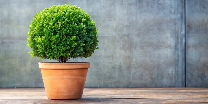 Evergreen tree Buxus sempervirens in a decorative pot, evergreen, tree, Buxus sempervirens, pot, plant, decorative