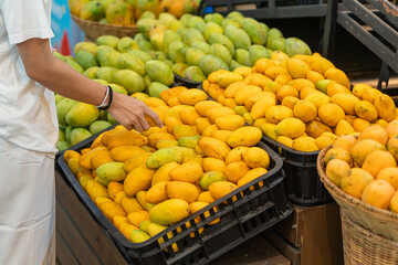 Selecting Ripe Mangoes at the Market