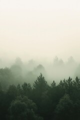 Fototapeta premium Fog covering a forest of evergreen trees
