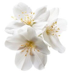 flower white background