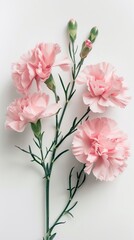 Pink carnations on white background 