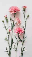Obraz premium Pink carnations on white background 