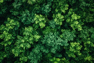 Verdant Canopy Aerial View of Dense Green Forest Symbolizing Ecological Health, ai