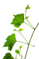 Grape branch with green leaves and tendrils on transparent, png. Grapevine. Sprig with leaves of grapevine