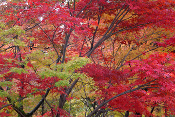 Early autumn in Kyoto / 初秋，小さい秋を感じる京都の風景(東山界隈)