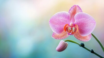 Obraz premium Pink Orchid on a Blurred Background