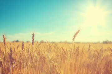 Naklejka premium golden wheat field