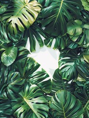 Lush Green Tropical Monstera Leaves Forming a Natural Frame with Bright White Background