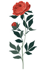 A single red peony blossom with a bud on a green stem against a white background. ©  MVectors