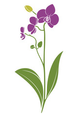 Elegant purple orchid flower with green leaves on a white background.